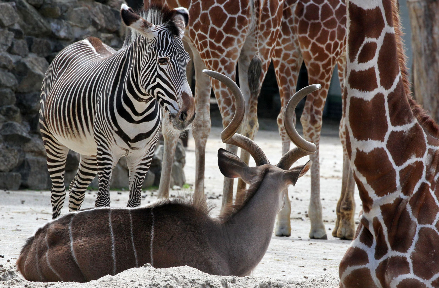 ARTIS-Park tickets met korting - afbeelding 14