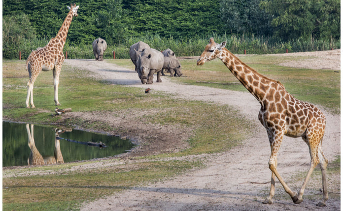 Burgers' Zoo - afbeelding 4
