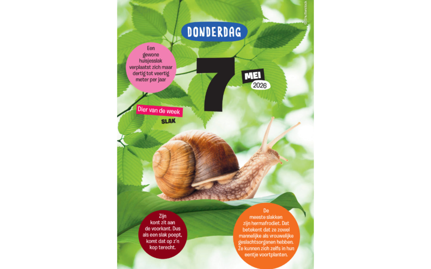 Kidsweek scheurkalender 2026 - afbeelding 4