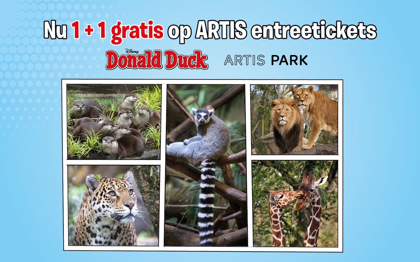 Speciale Donald Duck ARTIS-Park actie - afbeelding 1