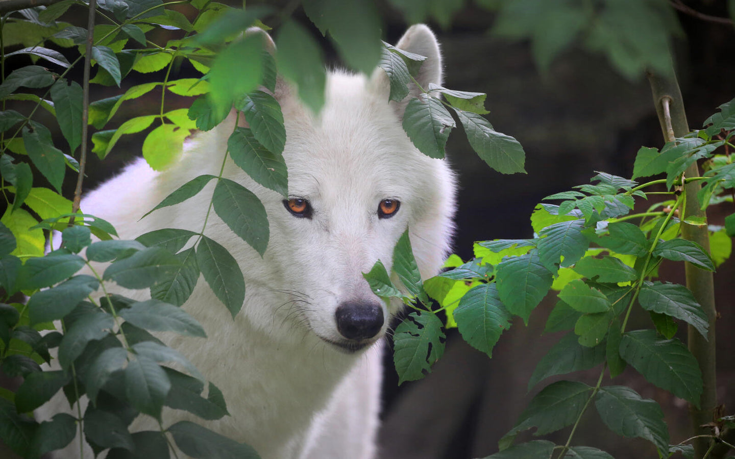 ARTIS-Park tickets met korting - afbeelding 23