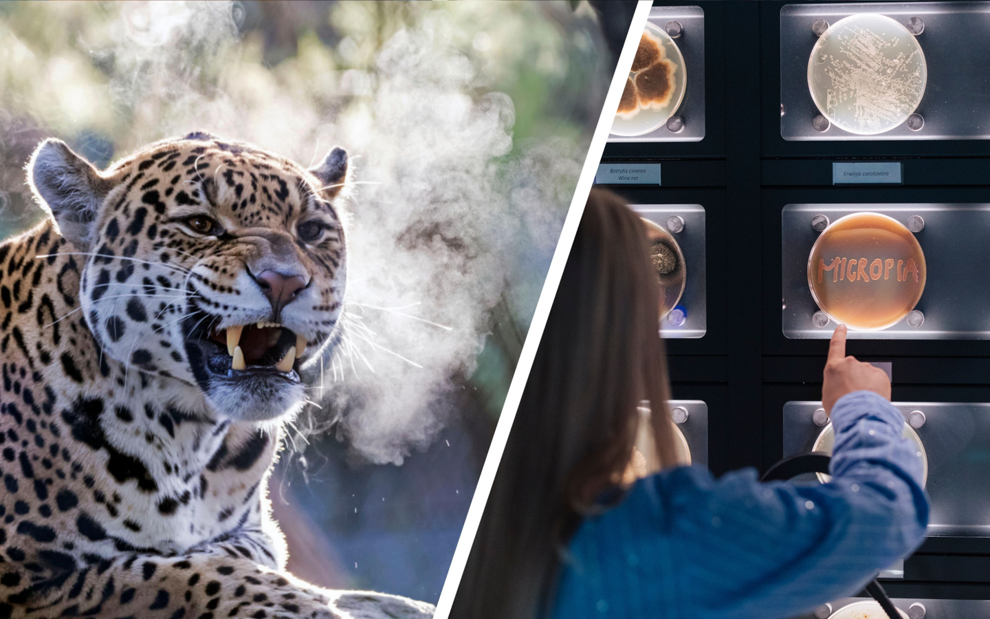 Combiticket ARTIS-Park & ARTIS-Micropia - afbeelding 13