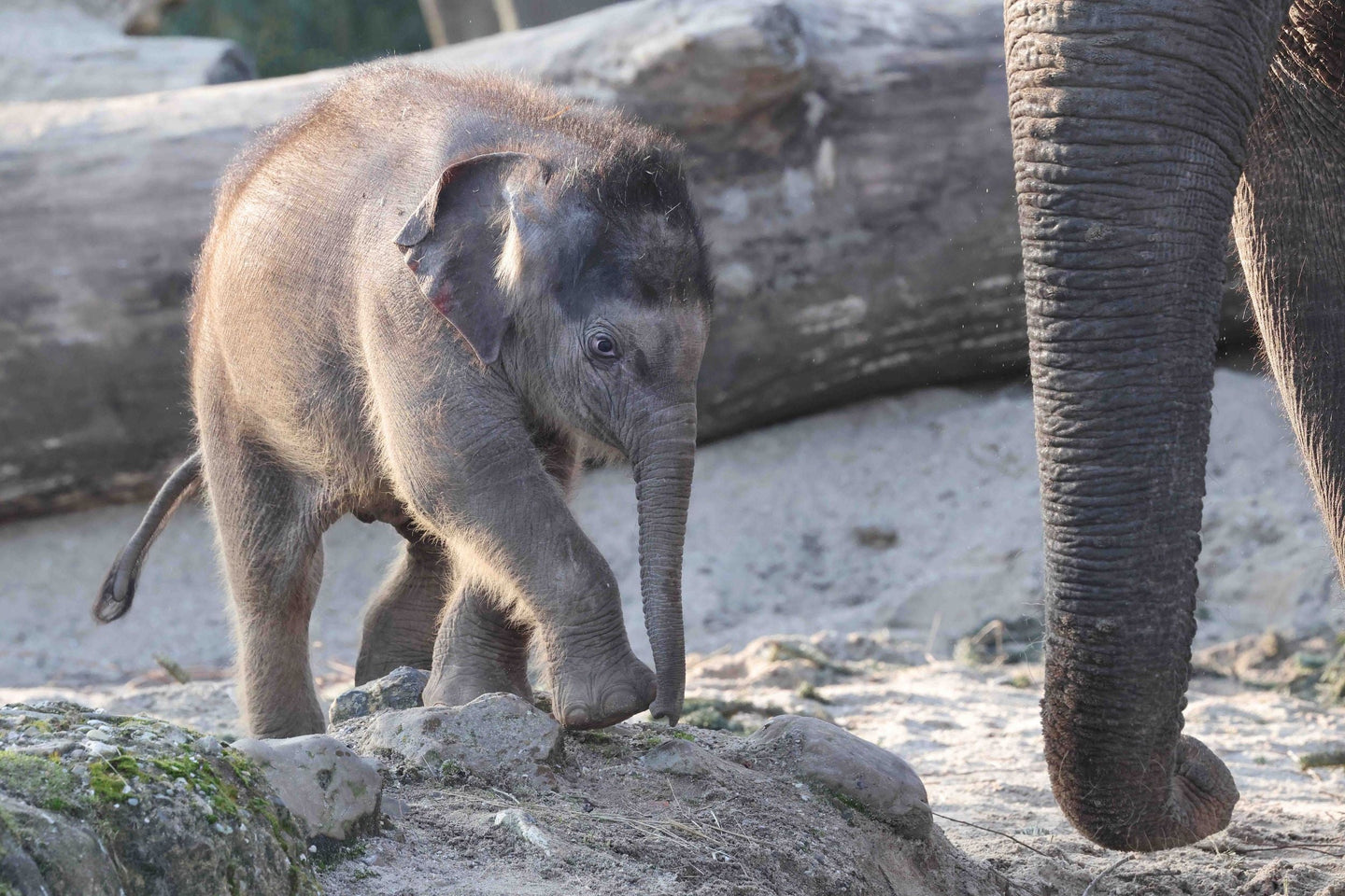 ARTIS-Park tickets met korting - afbeelding 16