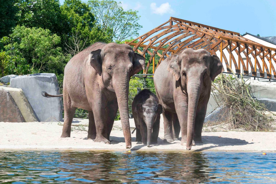 ARTIS-Park tickets met korting - afbeelding 1