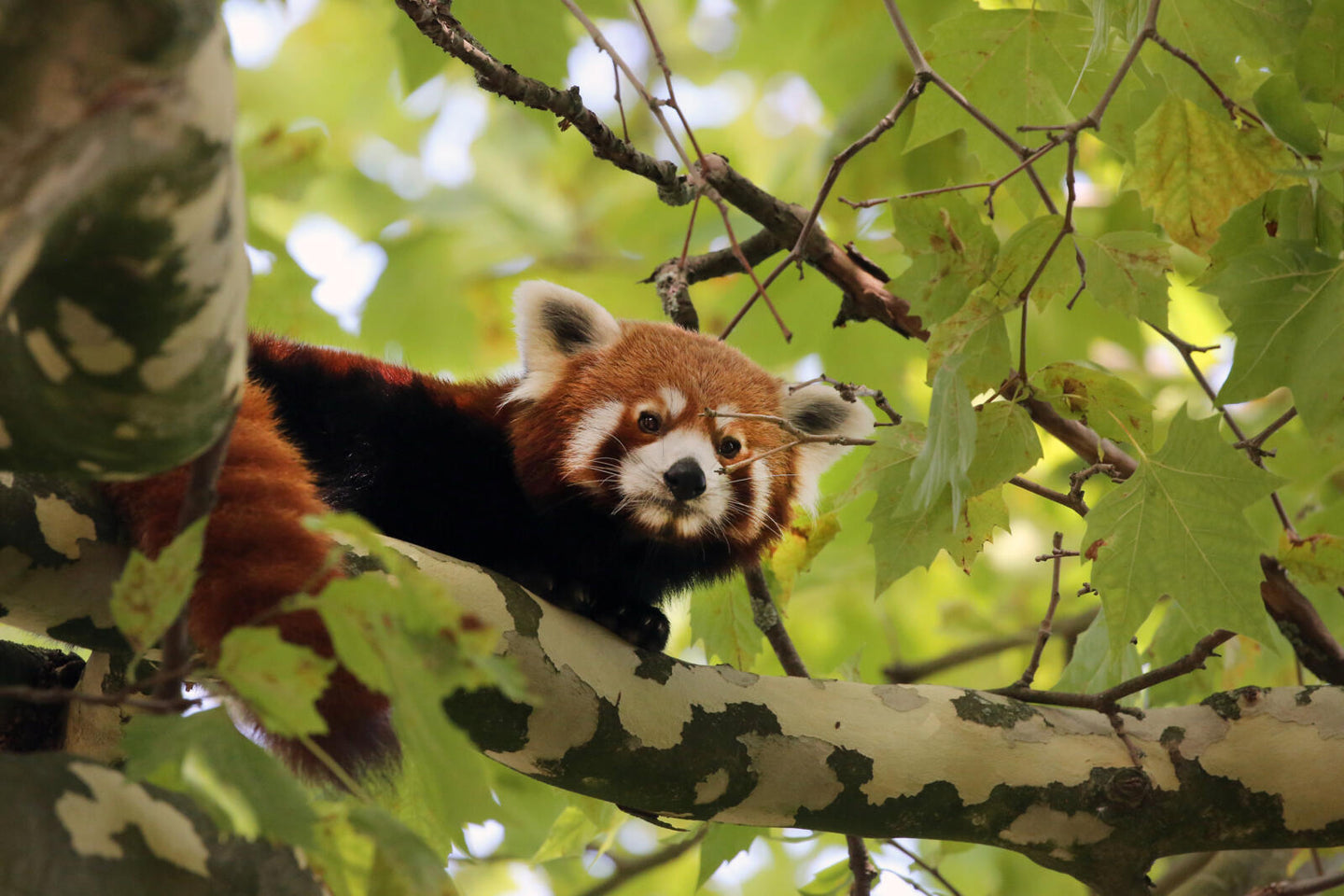 ARTIS-Park tickets met korting - afbeelding 15