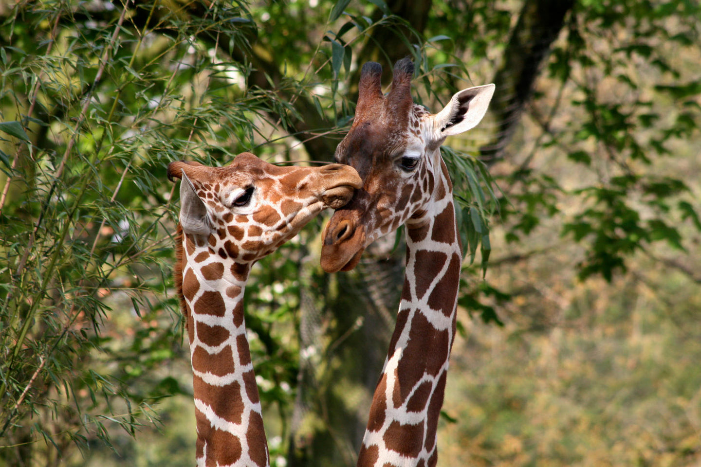 ARTIS-Park tickets met korting - afbeelding 9