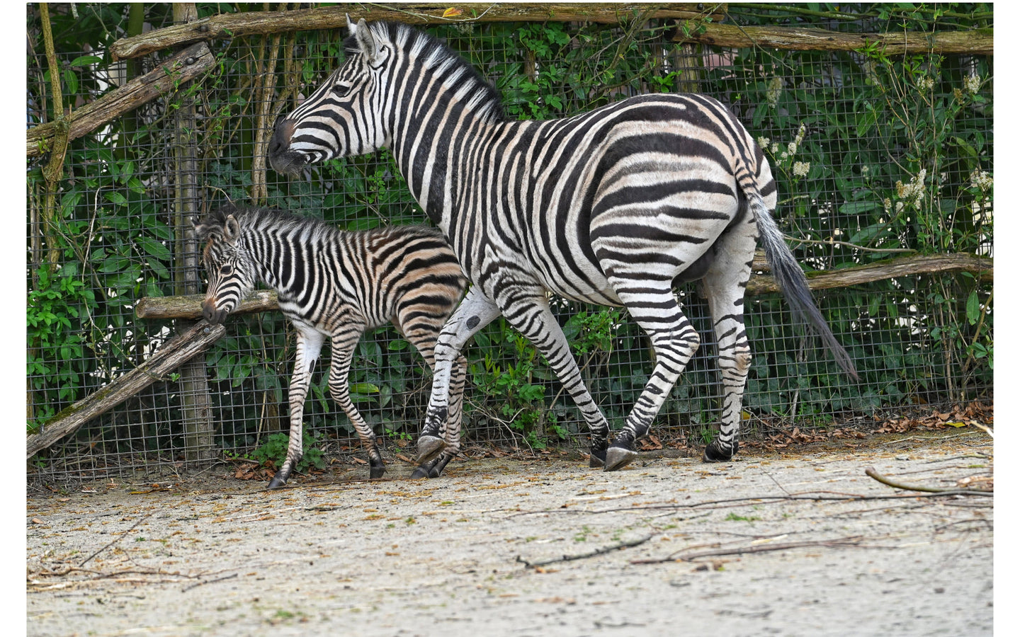 Diergaarde Blijdorp met korting - afbeelding 2