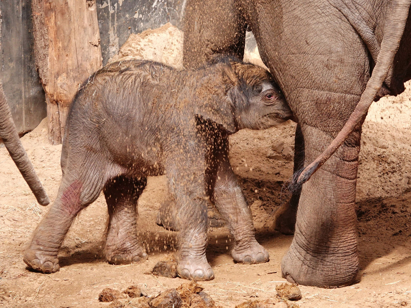 DierenPark Amersfoort - afbeelding 10