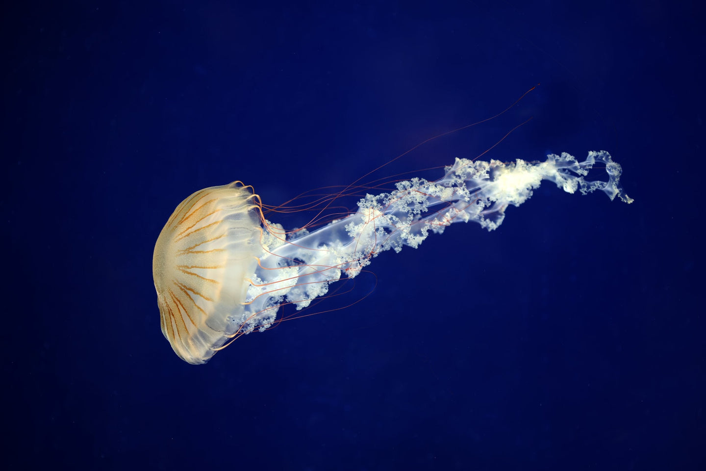 ARTIS-Park tickets met korting - afbeelding 24