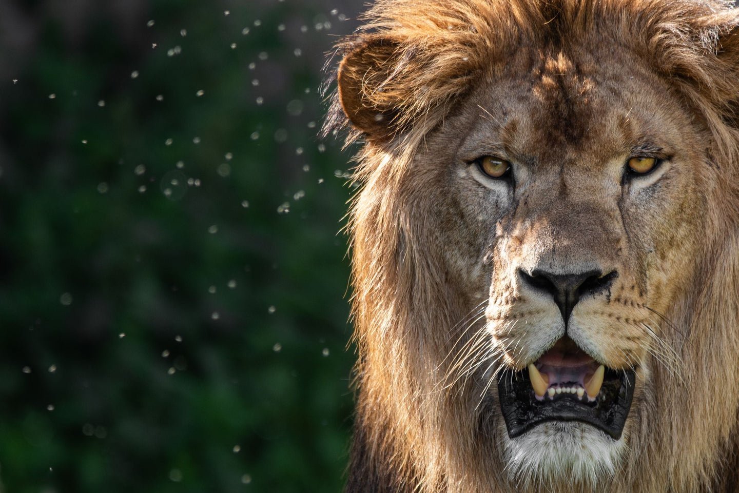 Wildlands Adventure Zoo Emmen - afbeelding 3
