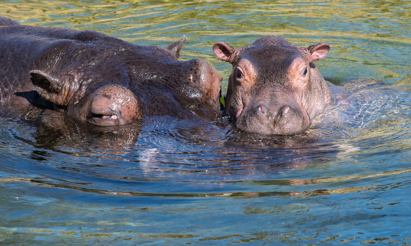 Wildlands Adventure Zoo Emmen - afbeelding 7
