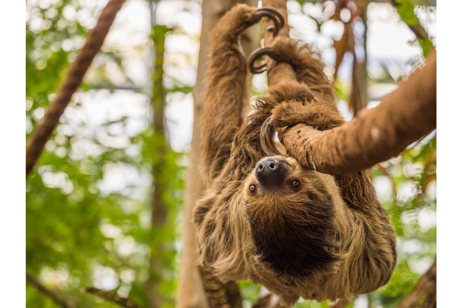 Wildlands Adventure Zoo Emmen - afbeelding 1