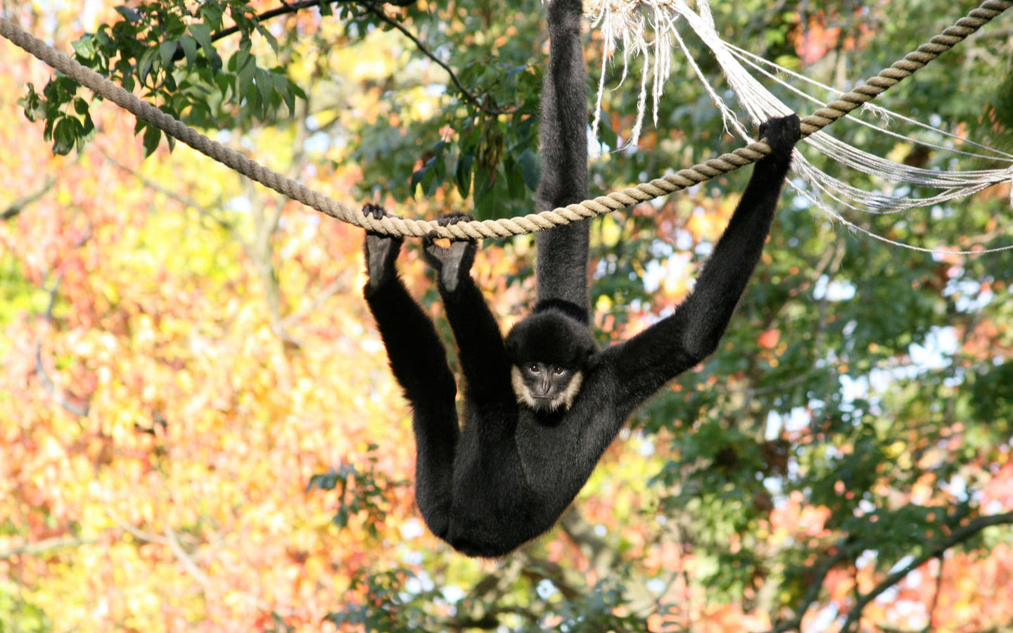 ARTIS-Park Zoomeravonden - afbeelding 8