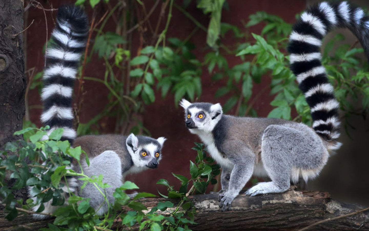 ARTIS-Park Zoomeravonden - afbeelding 7