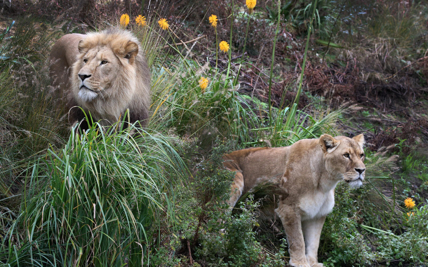 ARTIS-Park Zoomeravonden - afbeelding 6