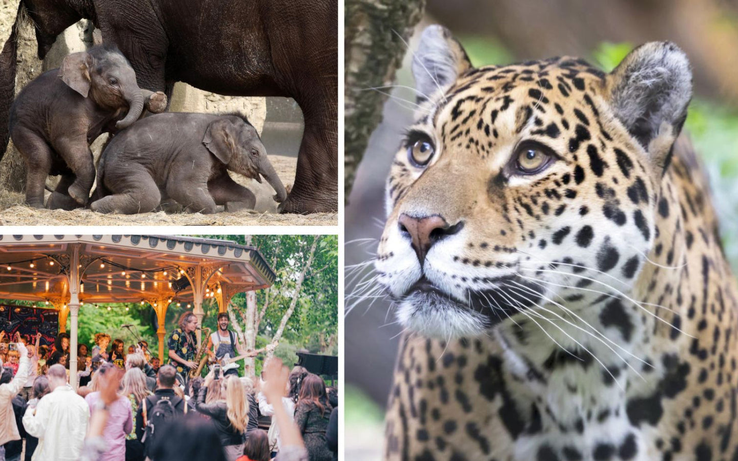 ARTIS-Park Zoomeravonden - afbeelding 1