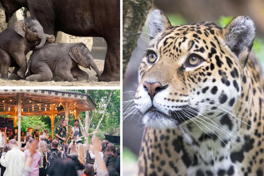 ARTIS-Park Zoomeravonden - afbeelding 1