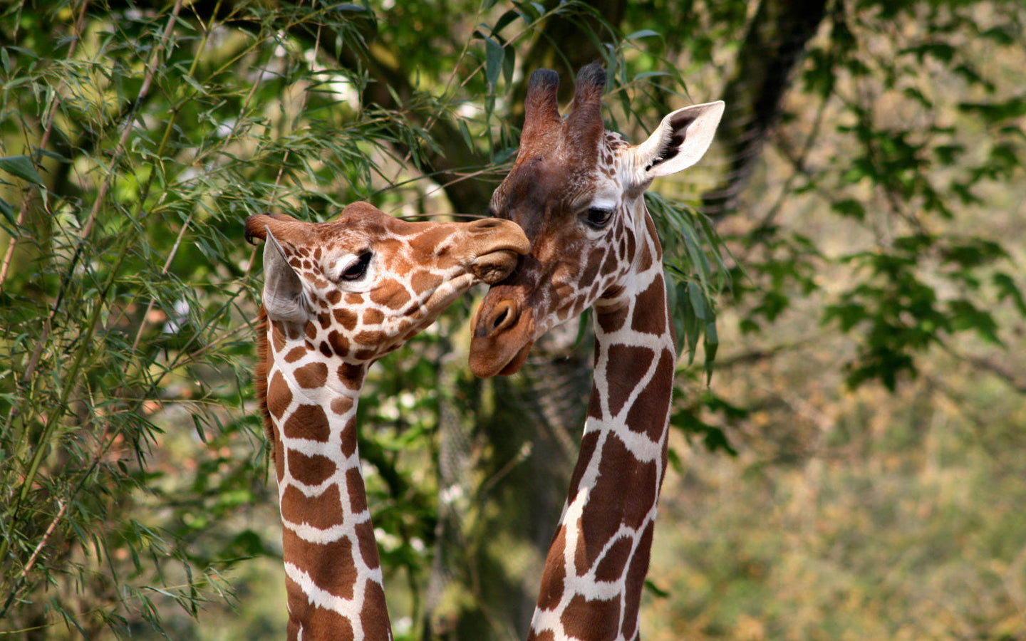 ARTIS-Park Zoomeravonden - afbeelding 4