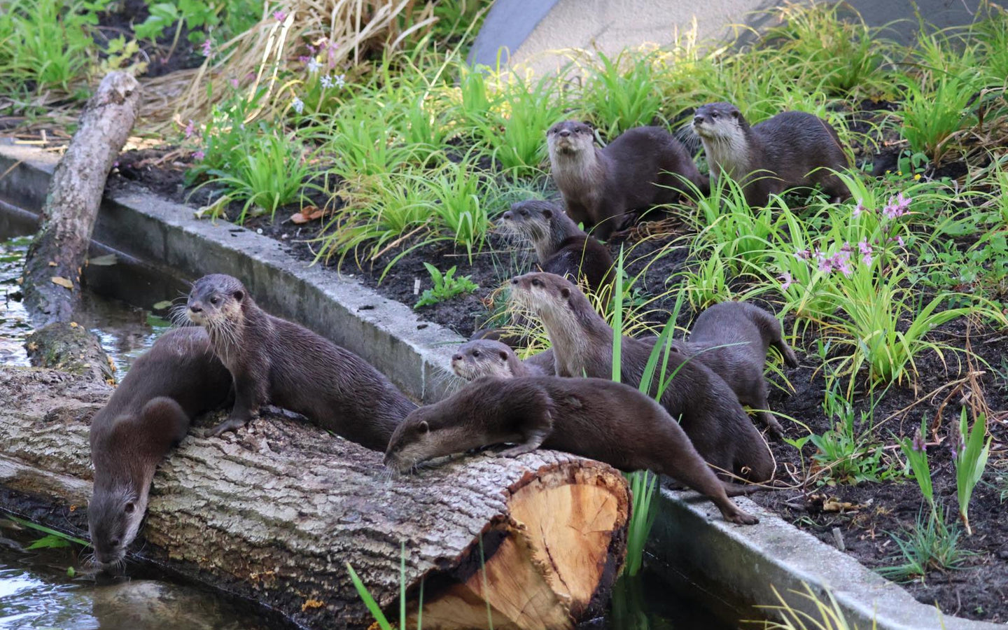 ARTIS-Park Zoomeravonden - afbeelding 2