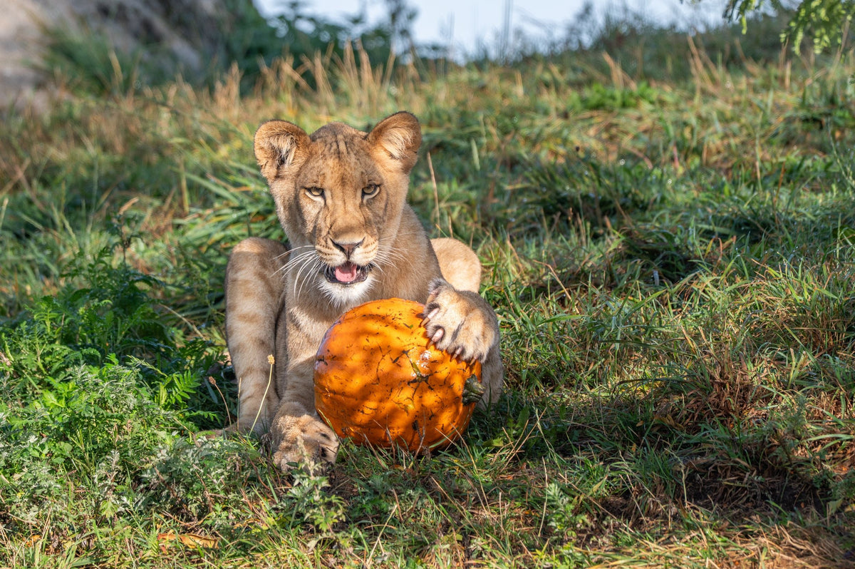 Wildlands Adventure Zoo Emmen - afbeelding 7