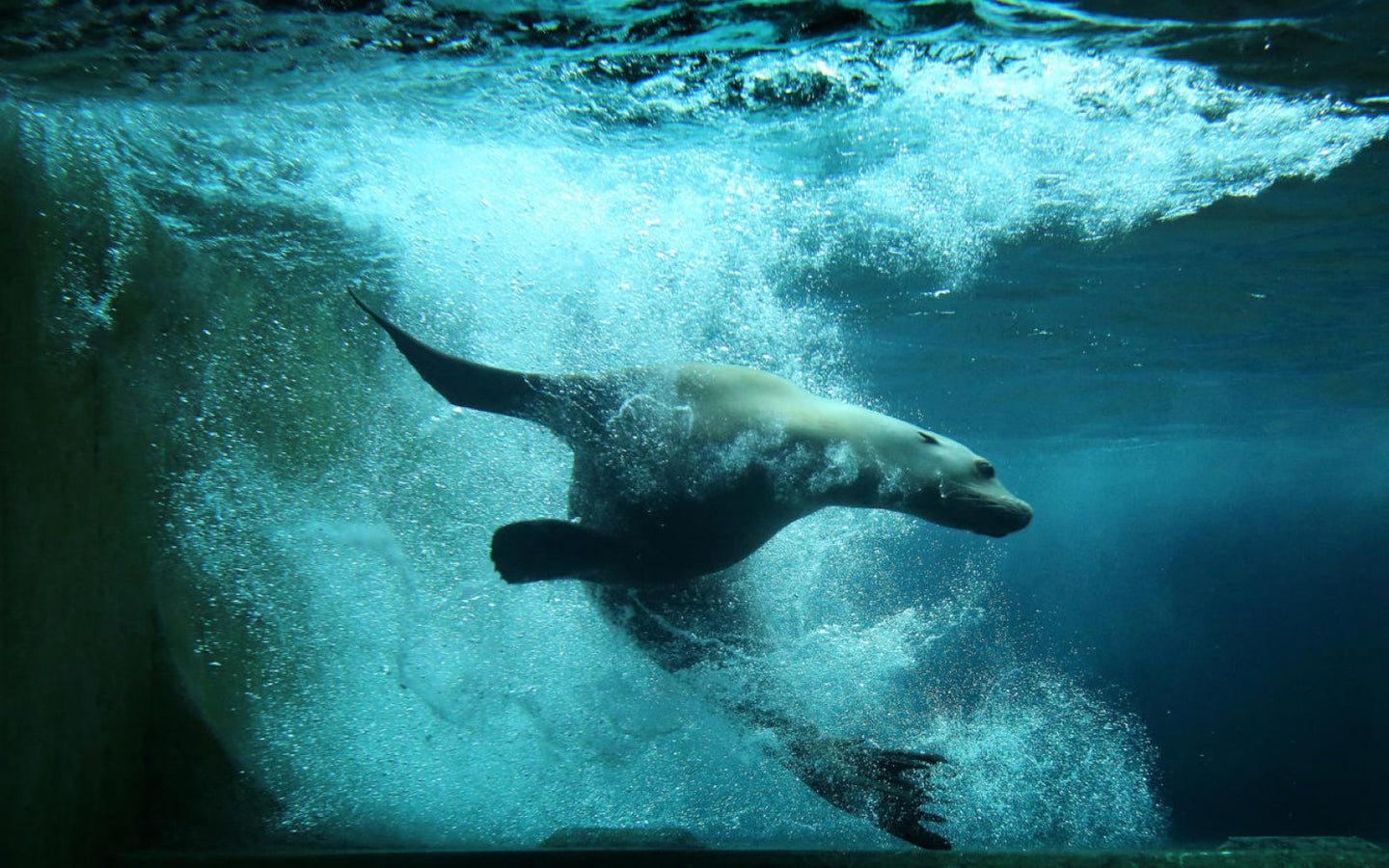 ARTIS-Park tickets met korting - afbeelding 21