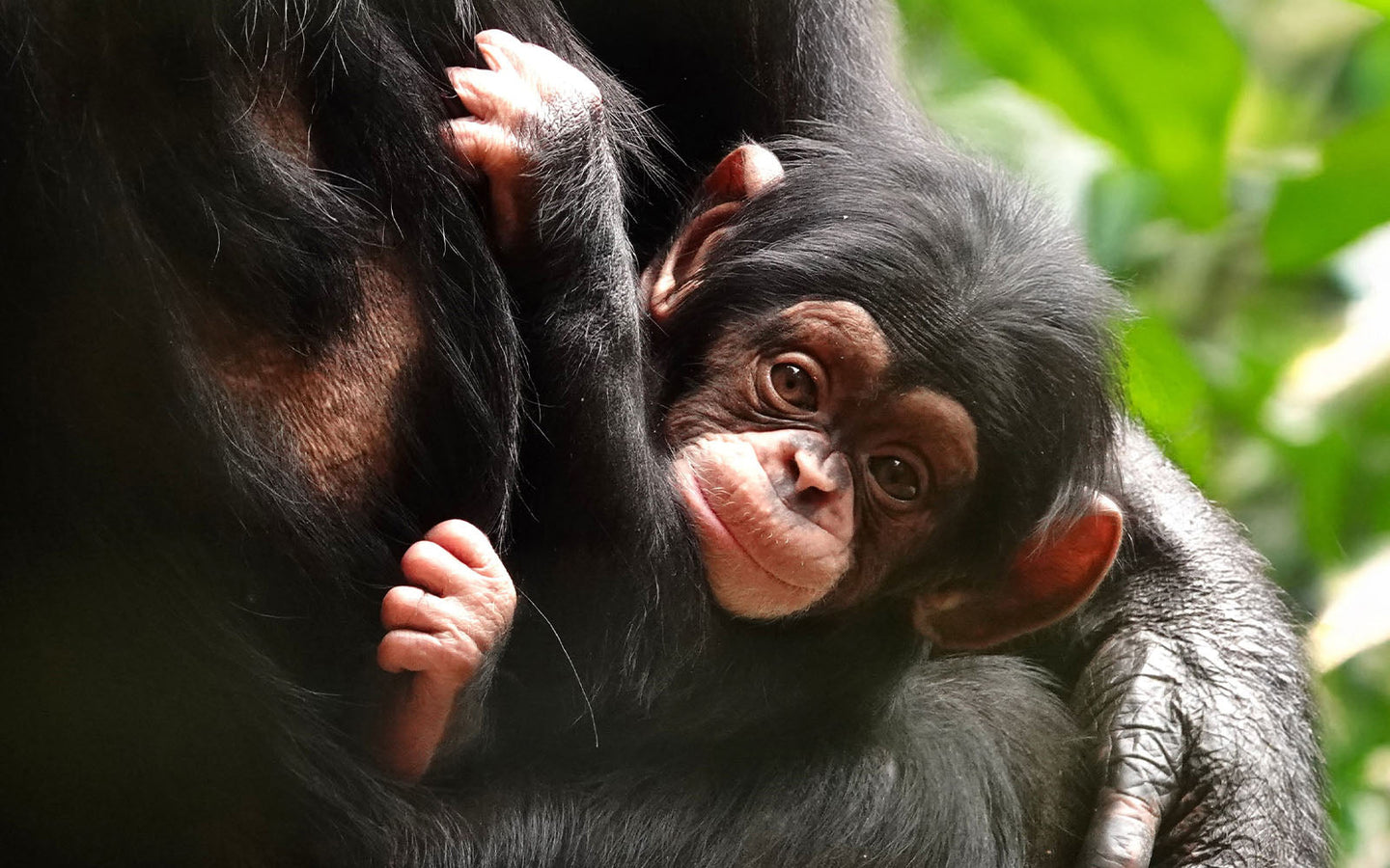 DierenPark Amersfoort - afbeelding 5