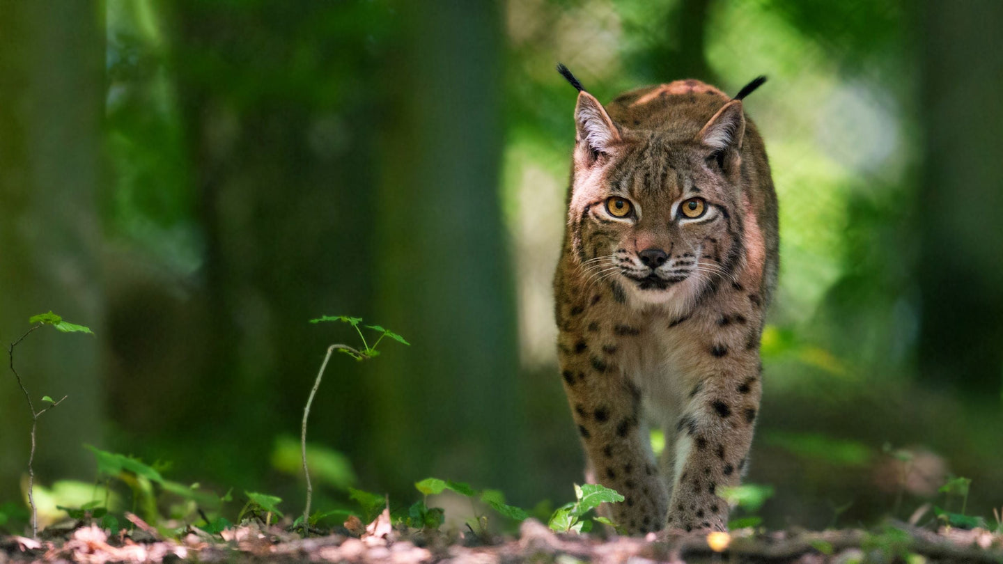 Domein van de Grotten van Han (Grot + Wildpark) - afbeelding 2