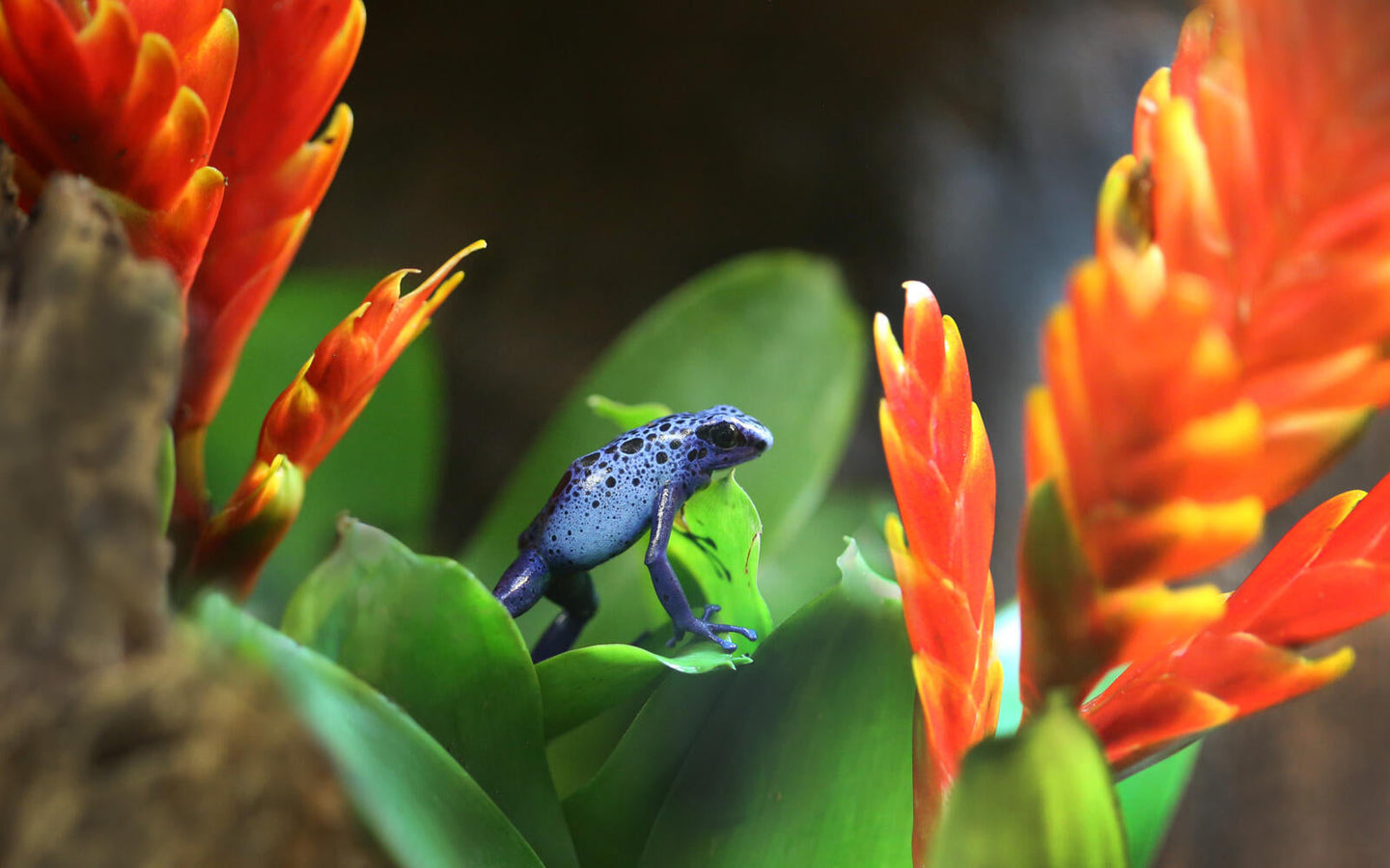 ARTIS-Park tickets met korting - afbeelding 19